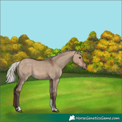 Horse Color:Silver Brown Dun Tobiano 