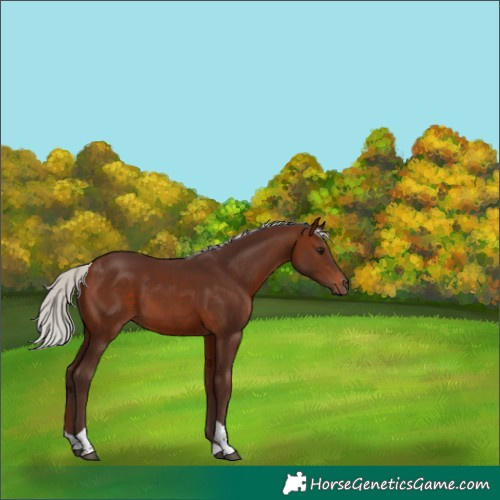 Horse Color:Silver Brown Tobiano 