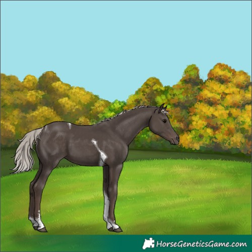 Horse Color:Silver Black Tobiano 