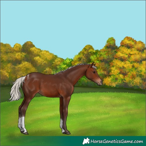 Horse Color:Silver Brown Tobiano 