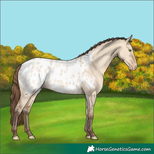 Horse Color:Amber Champagne Dun Appaloosa 