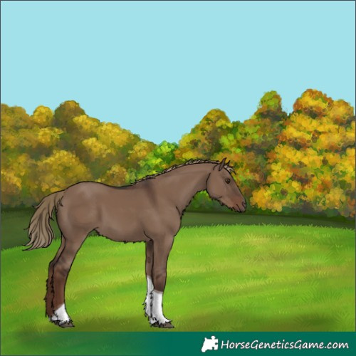 Horse Color:Liver Red Dun Tobiano 