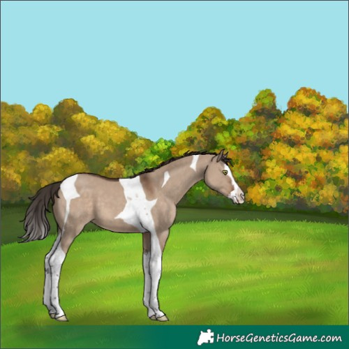 Horse Color:Liver Red Dun Splash Tobiano 