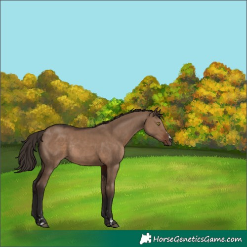 Horse Color:Liver Red Dun Rabicano 