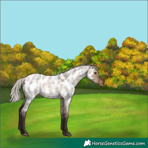 Horse Color:Silver Brown Roan Dun Near Leopard 