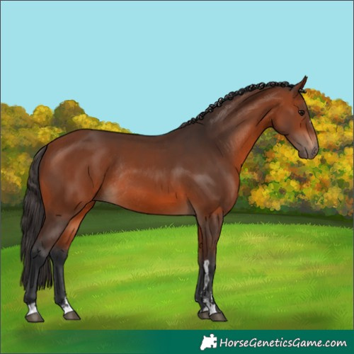 Horse Color:Bay Rabicano  and Bay Rabicano 