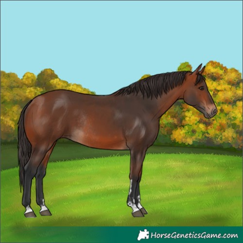 Horse Color:Bay Rabicano  and Bay Rabicano 