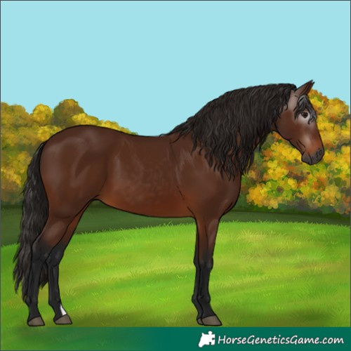 Horse Color:Gray Bay 