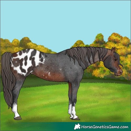 Horse Color:White Spotted Bay Appaloosa 