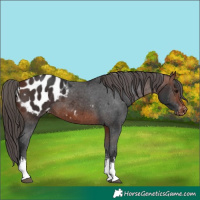 Horse Color:White Spotted Bay Blanket 