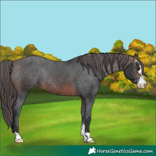 Horse Color:Brown Sabino Appaloosa Rabicano 
