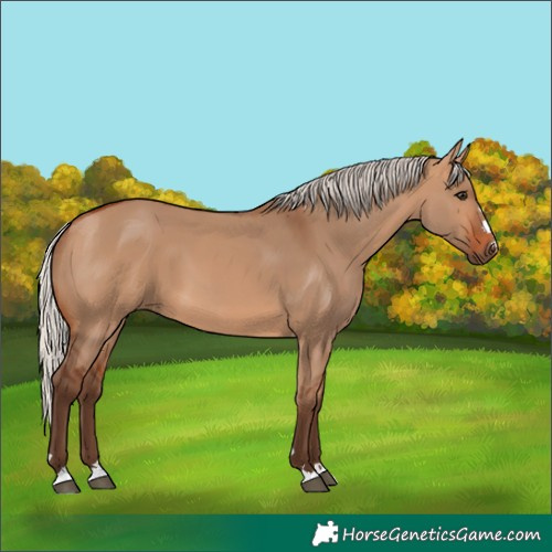 Horse Color:Silver Bay Dun 