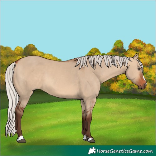 Horse Color:Silver Bay Dun 