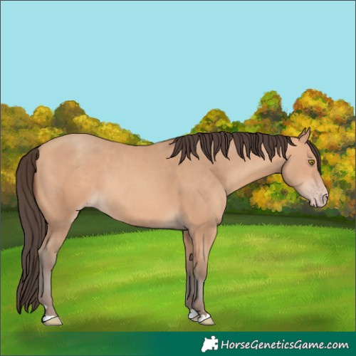 Horse Color:Amber Champagne 