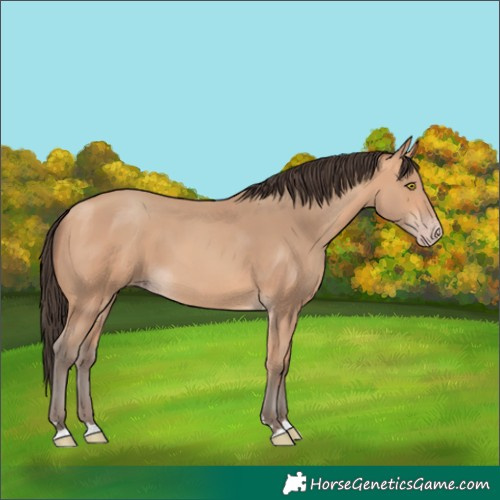Horse Color:Amber Champagne 