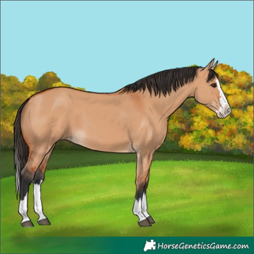 Horse Color:Bay Dun Splash 