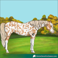 Horse Color:Chestnut Splash Appaloosa 