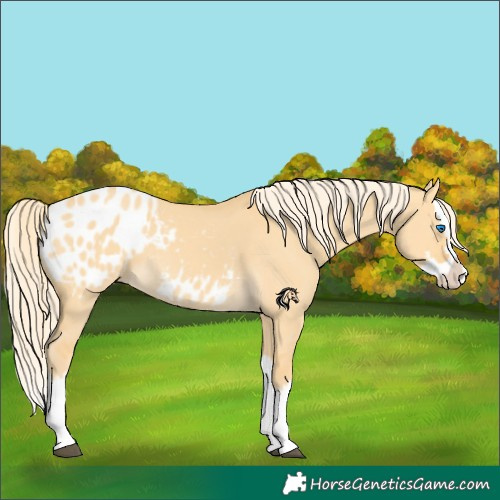 Horse Color:Palomino Dun Splash Appaloosa