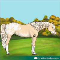 Horse Color:Palomino Dun Splash Appaloosa 