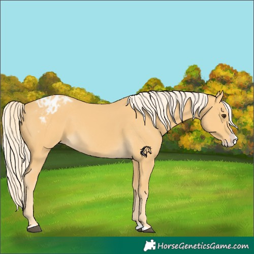 Horse Color:Palomino Splash Appaloosa