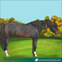 Horse Color:Brown Appaloosa Rabicano 