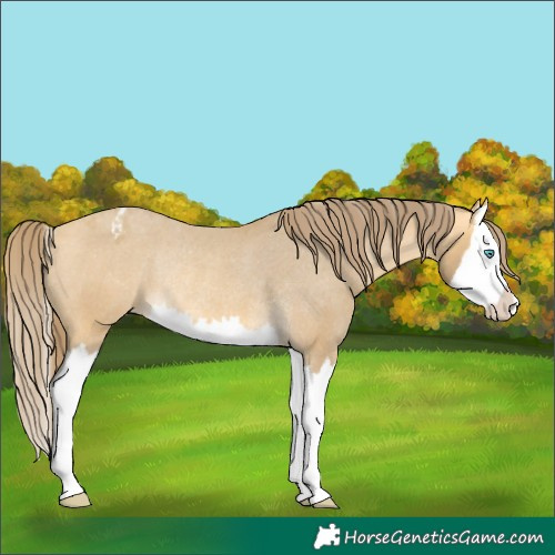 Horse Color:Amber Cream Champagne Splash Varnish Rabicano