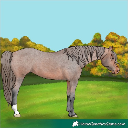 Horse Color:Bay Appaloosa 