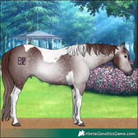Horse Color:Gray Chocolate Black Tobiano