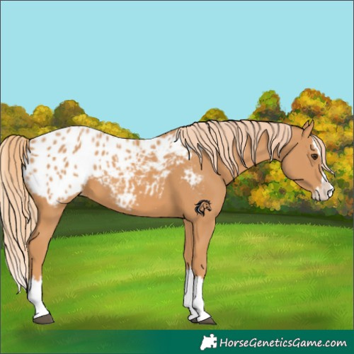 Horse Color:Chestnut Splash Appaloosa 