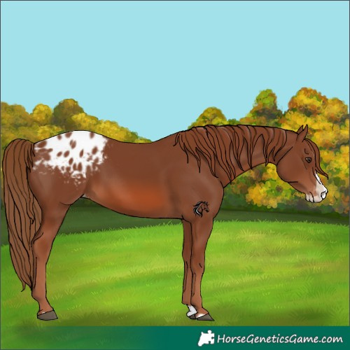 Horse Color:Chestnut Splash Appaloosa