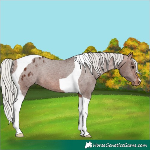 Horse Color:Silver Brown Tobiano Appaloosa Rabicano 