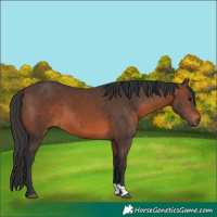 Horse Color:Brown 
