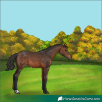Horse Color:Brown 