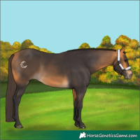 Horse Color:Buckskin 