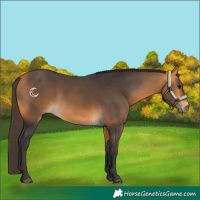 Horse Color:Buckskin 