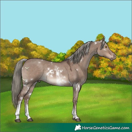 Horse Color:White Spotted Liver Red Dun Mushroom Sabino Rabicano 