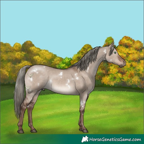 Horse Color:White Spotted Liver Red Dun Mushroom Rabicano