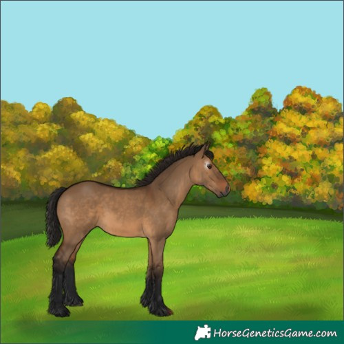 Horse Color:Gray Bay Dun 