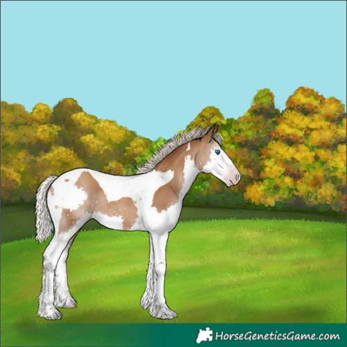 Horse Color:Gray Silver Classic Champagne Splash Tobiano 