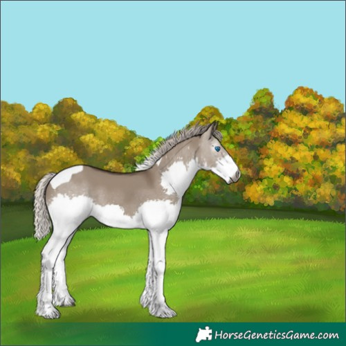 Horse Color:Gray Silver Grullo Splash Tobiano 