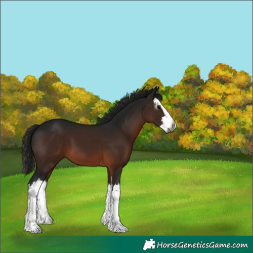 Horse Color:Gray Brown Splash 