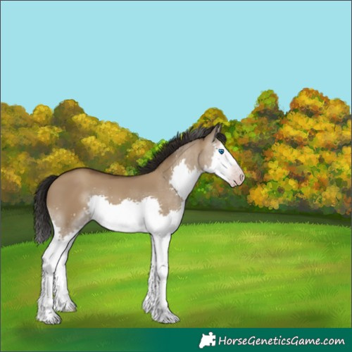 Horse Color:Gray Classic Champagne Dun Splash 