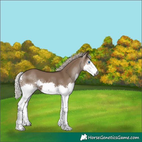 Horse Color:Gray Silver Grullo Splash 