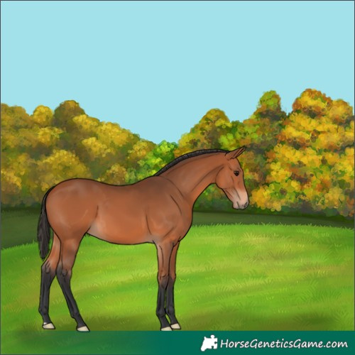 Horse Color:Unknown 