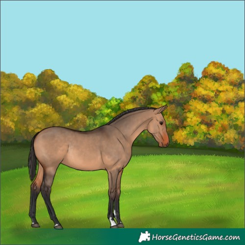 Horse Color:Unknown 