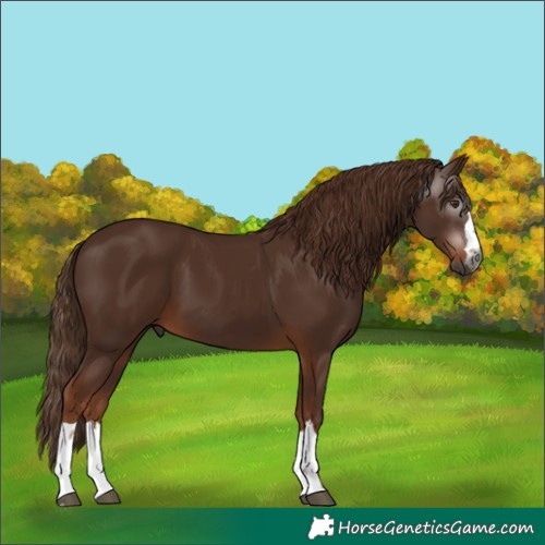 Horse Color:Unknown 