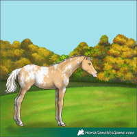 Horse Color:White Spotted Silver Classic Cream Champagne Appaloosa 
