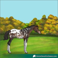 Horse Color:Brown Tobiano Appaloosa 