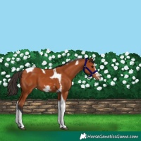 Horse Color:Bay Tobiano Frame 