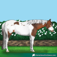 Horse Color:Bay Tobiano Frame 